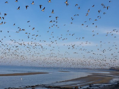 Holiday apartment Bambuswald - Environment photo 28