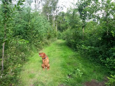 Holiday apartment Bambuswald - Environment photo 31