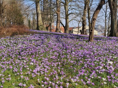Holiday apartment Bambuswald - Environment photo 38