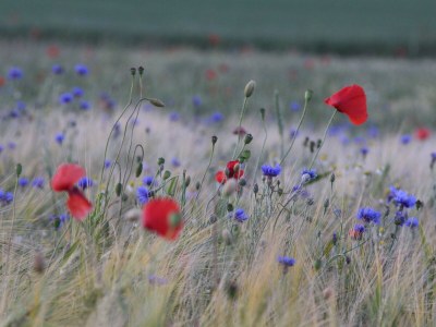 Holiday apartment - No title - - Environment photo 16