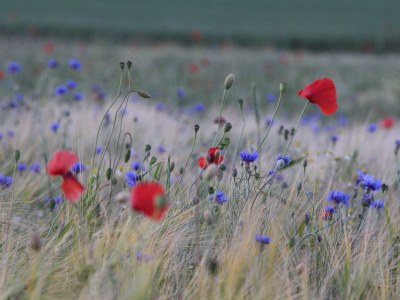 Holiday apartment - No title - - Environment photo 17