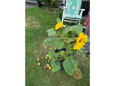 Holiday apartment mit Charme - Outdoor photo 11