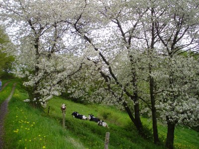 Holiday house Felicitas - Environment photo 19