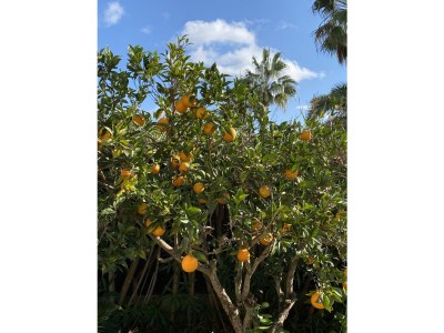 Holiday house Cala Mondrago Melani - Outdoor photo 12