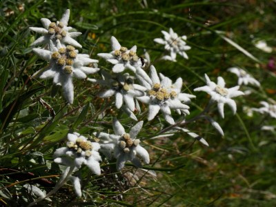 Holiday apartment Wallnerhof - Environment photo 18