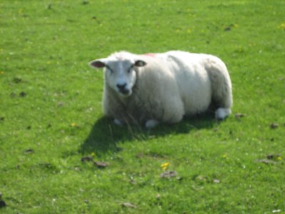 Holiday house Westertilli 8 - Environment photo 32