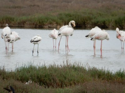 Holiday house Le Jardin du Midi - Environment photo 30