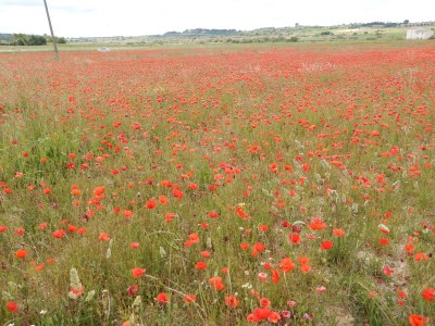 Holiday house Le Jardin du Midi - Environment photo 32