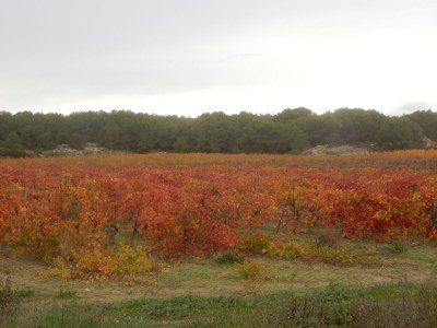 Holiday house Le Jardin du Midi - Environment photo 35