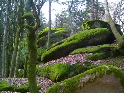 Holiday house Sonnenwaldbungalow 12 - Environment photo 24