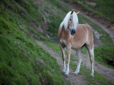 Apartment Wohnung in Wagrain nahe Red 8 Gondel - Environment photo 19