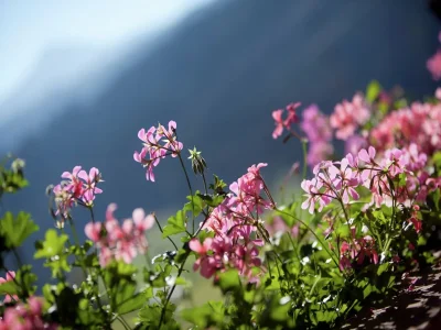 Apartment Wohnung in Wagrain nahe Red 8 Gondel - Outdoor photo 42