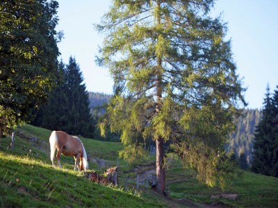 Apartment Wohnung in Wagrain nahe Skipisten - Environment photo 18
