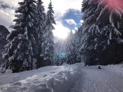Holiday house Landhausidylle mit Bergblick nahe Skilift - Environment photo 28
