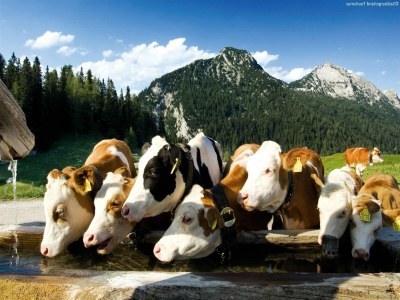 Apartment Chalet in Neukirchen near Ski Lifts - Environment photo 25