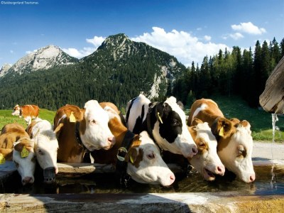 Apartment Chalet in Neukirchen near Ski Lifts - Environment photo 28