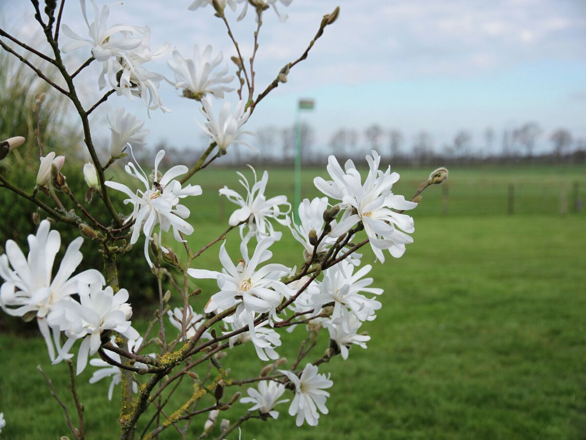 Holiday house Luxuriöses Ferienhaus am Waldrand in Langweer - Outdoor photo 5