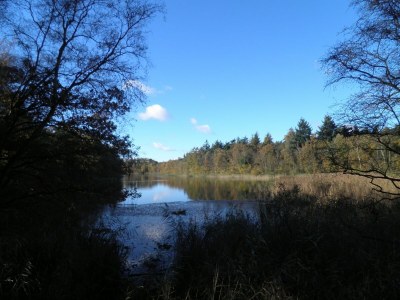 Holiday house Luxuriöses Ferienhaus am Waldrand in Langweer - Environment photo 29