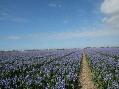 Farmhouse Gemütlicher Bauernhof in Sint Maartensvlotbrug in Waldnähe - Environment photo 29