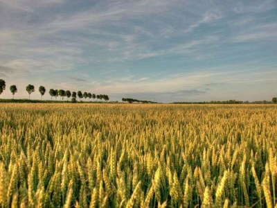 Farmhouse Spacious farmhouse in IJzendijke with garden - Environment photo 29