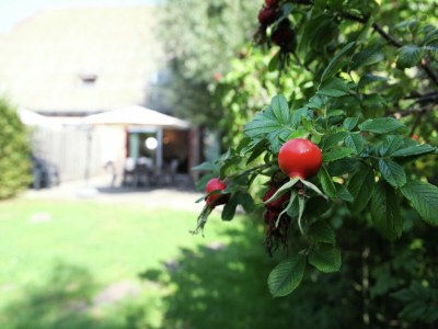 Farmhouse Farmhouse appartment in Eede - Outdoor photo 33