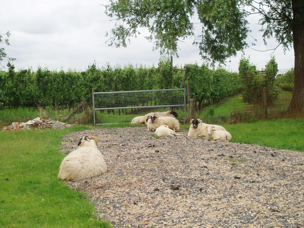Farmhouse Haustierfreundliches Bauernhaus - Outdoor photo 2