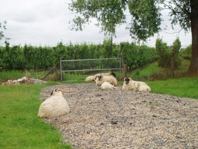 Farmhouse Haustierfreundliches Bauernhaus - Outdoor photo 2