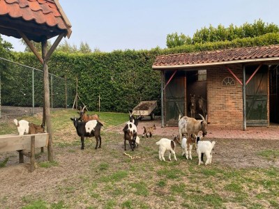 Farmhouse Farmhouse in Nieuwleusen near Lake and Nature - Outdoor photo 26