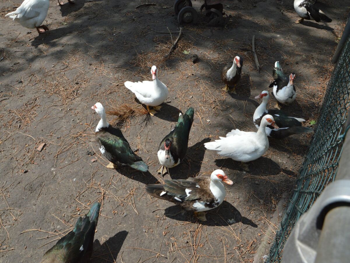 Holiday house Zigeunerwagen in Weideblick mit Tieren - Outdoor photo 3