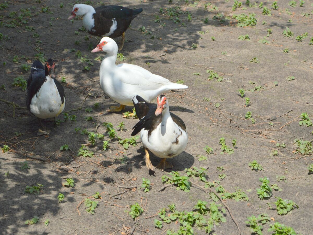 Holiday house Zigeunerwagen in Weideblick mit Tieren - Outdoor photo 5