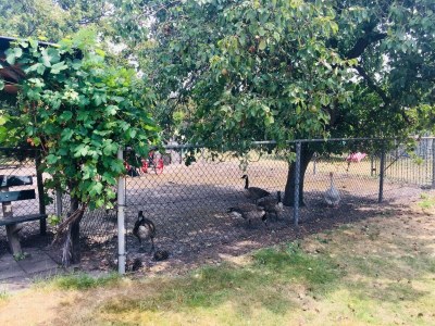 Holiday house Zigeunerwagen in Weideblick mit Tieren - Outdoor photo 4