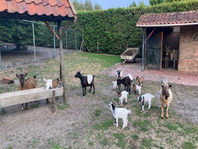 Holiday house Zigeunerwagen in Weideblick mit Tieren - Outdoor photo 22