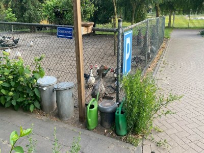 Holiday house Zigeunerwagen in Weideblick mit Tieren - Outdoor photo 24