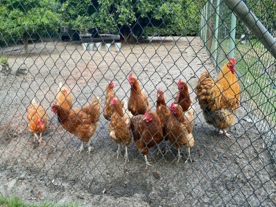 Holiday house Zigeunerwagen in Weideblick mit Tieren - Outdoor photo 25