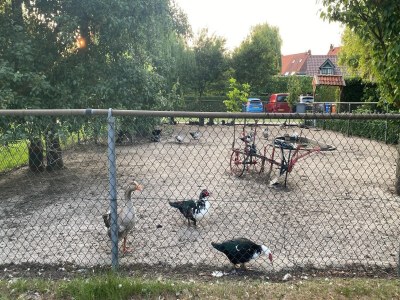 Holiday house Zigeunerwagen in Weideblick mit Tieren - Outdoor photo 29