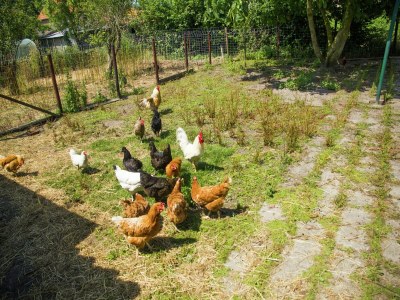 Holiday house Ferienhaus bei Brügge und Cadzand - Environment photo 32