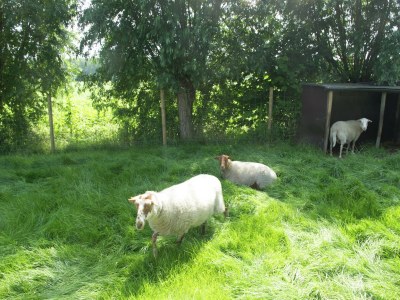 Holiday house Ferienhaus bei Brügge und Cadzand - Environment photo 36