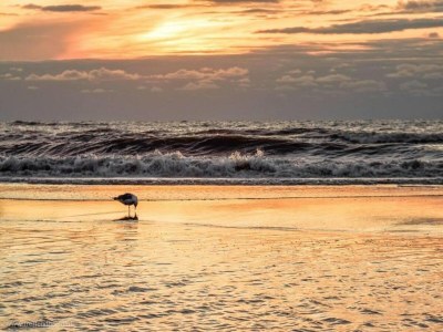 Holiday house Holiday Home in Noordwijk near Beach - Environment photo 30