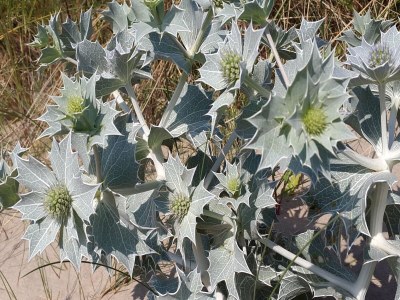 Holiday house Holiday Home in Noordwijk near Beach - Environment photo 37