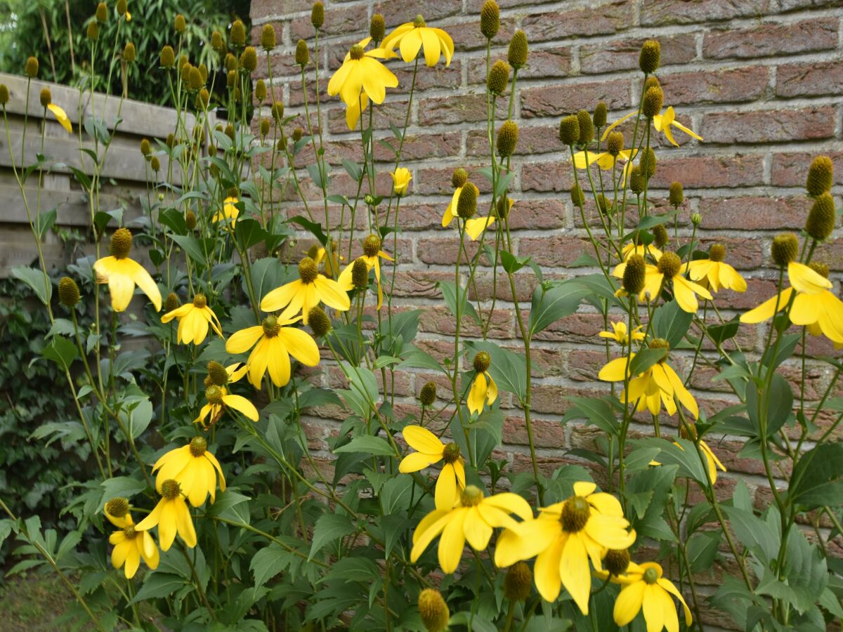 Holiday house Ferienhaus in Bergen aan Zee mit Terrasse - Outdoor photo 2
