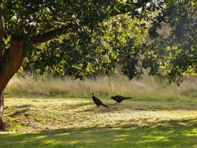 Holiday house Cottage in Nes-Ameland near Coastline - Environment photo 30