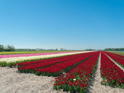 Apartment Apartment in a quiet, rural area, not far from the centre - Environment photo 23