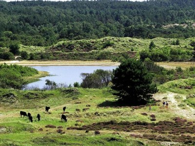 Apartment Wohnung in Oostkapelle am Strand - Environment photo 26