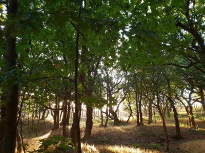 Apartment Apartment in Oostkapelle near the Beach - Environment photo 21