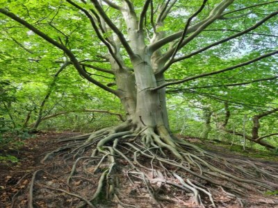 Holiday house Holiday Home in Schoorl near Dunes - Environment photo 30