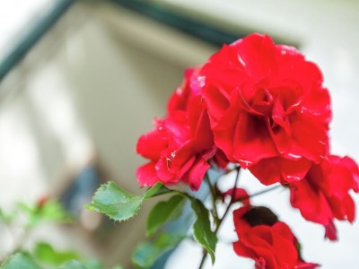 Holiday house Schönes Ferienhaus Zeeroos in Zeeland - Outdoor photo 31