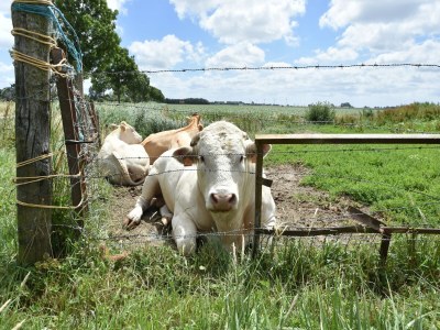 Holiday house Villa in Bruinisse near Grevelingenmeer - Outdoor photo 31