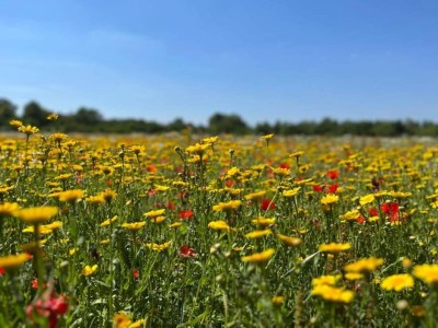 Holiday house Ferienhaus in Oisterwijk mit Pool - Environment photo 35