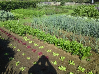 Holiday house Bauernhaus in Reusel bei Radwegen - Outdoor photo 8