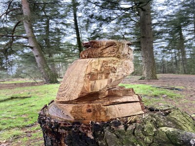 Cottage Hideaway: Sauna, Tennis & Trampolin - Environment photo 29